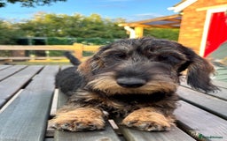 Miniature Dachshund dogs for sale: Cuddly KC Reg Mini-Wire Dachsund Boy - Image 6