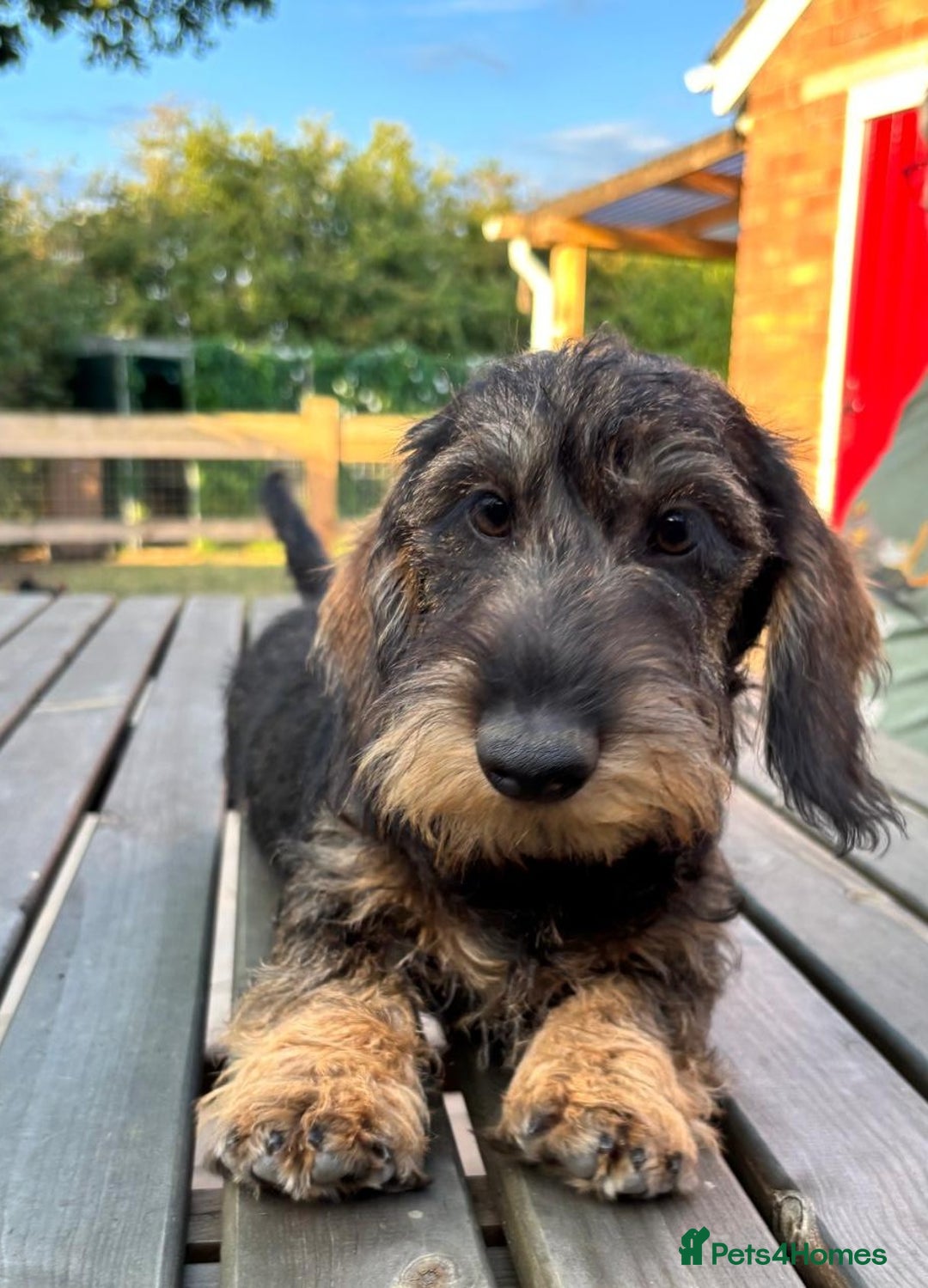 Miniature Dachshund dogs for sale: Cuddly KC Reg Mini-Wire Dachsund Boy - Image 6
