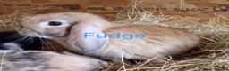 Mini Lop rabbits for sale: 4 gorgeous mini lop rabbits for sale - Advert 3