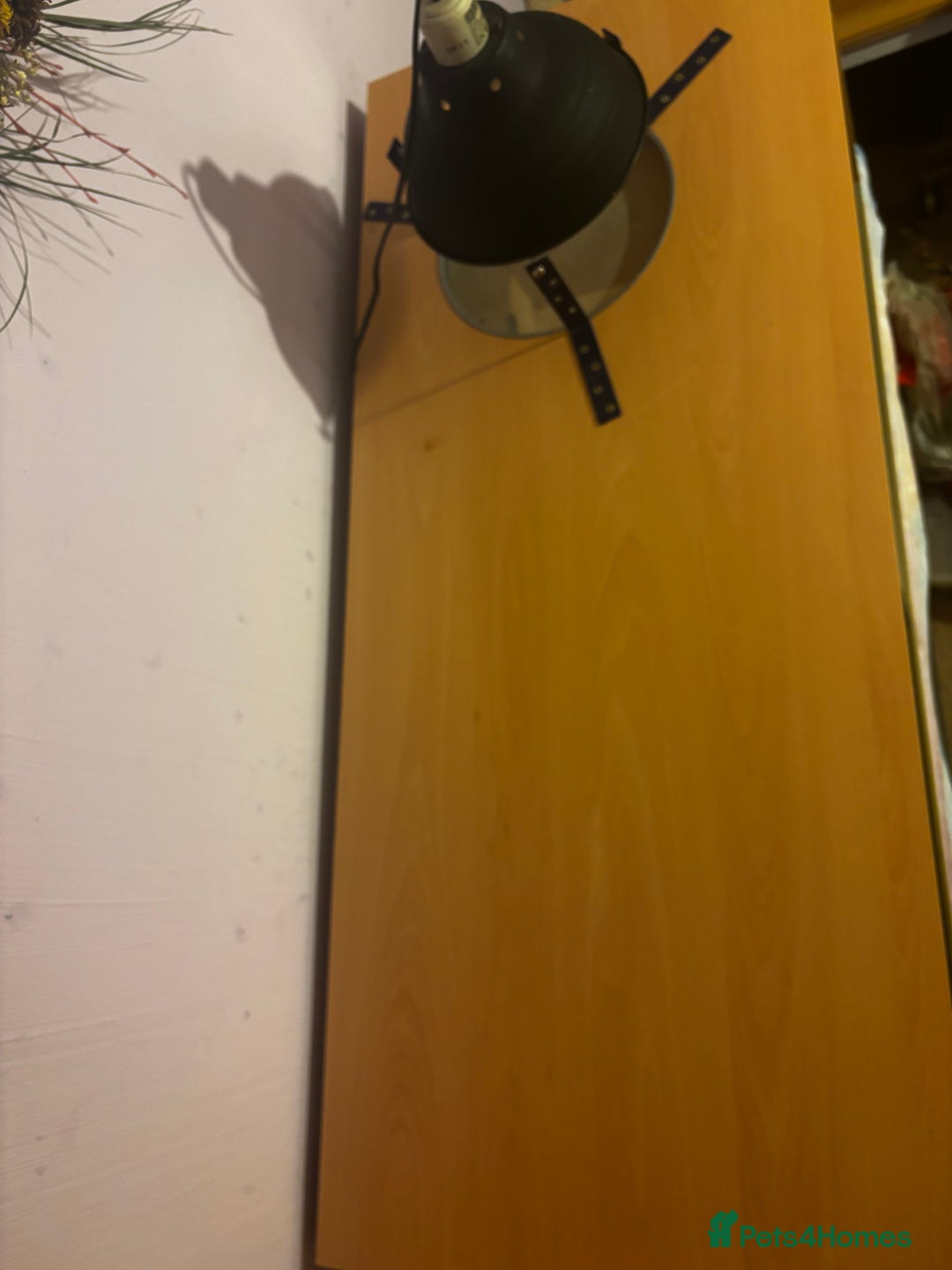 Bearded Dragon reptiles for sale: Complete bearded dragon / vivarium  - Image 10