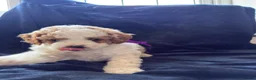 Cavapoo dogs for sale: Available TODAY ❤️ F1b Cavapoo Puppies  - Advert 10