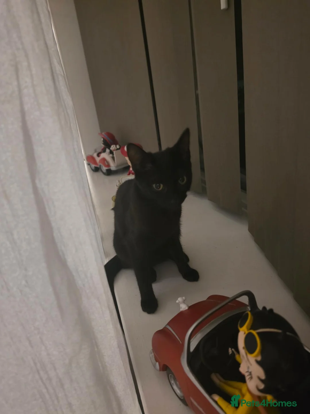 Mixed Breed cats for sale: 17 months old cat for sale - Advert 5