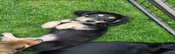 Miniature Dachshund dogs for sale: 🌟KC reg.Miniature LH Dachshund Puppies 🌟  - Advert 5
