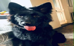 German Shepherd dogs for sale: Long hair black gsd pup - Image 4