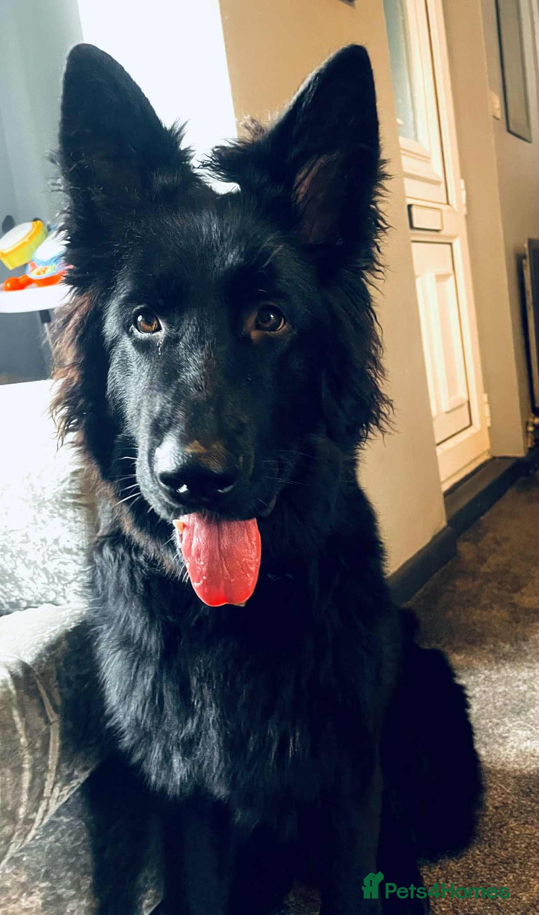 German Shepherd dogs for sale: Long hair black gsd pup - Image 4