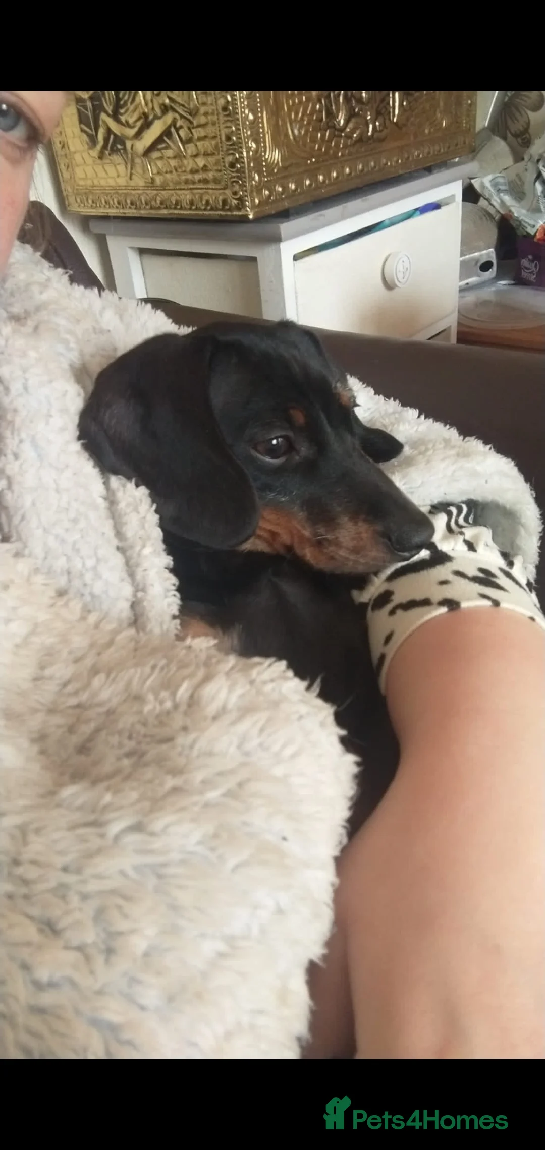 Miniature Dachshund dogs for sale: Miniature dachshund beautiful girl - Advert 2