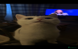 Domestic Shorthair cats for sale: TWO CATS NEED REHOMING TOGETHER  - Image 3