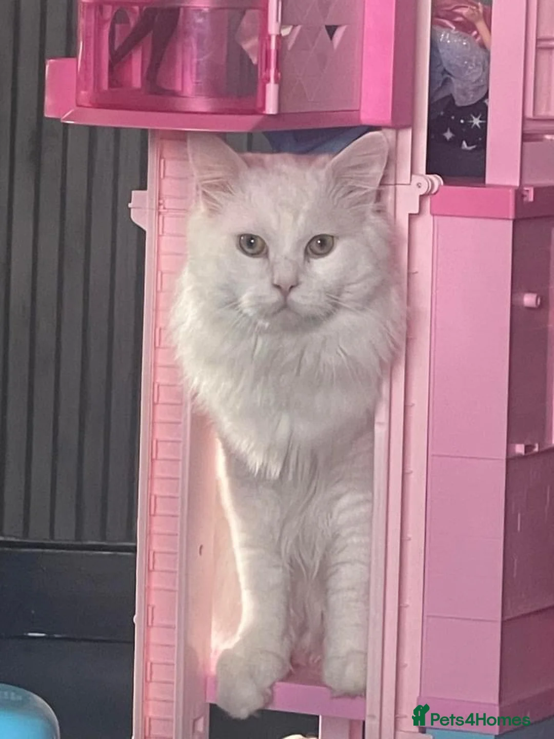 Maine Coon cats for stud: XXL Rare solid white Maine coon stud. in Wigan - Advert 4