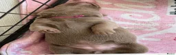 Labrador Retriever dogs for sale: Big beautiful chunky Labrador puppies - Advert 15