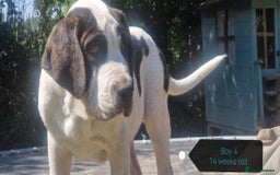 Central Asian Shepherd dogs for sale: Beautiful Alabai Mastiff puppies  in Pulborough - Image 4