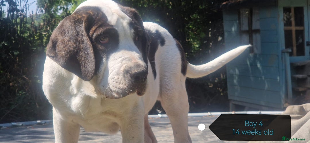 Central Asian Shepherd dogs for sale: Beautiful Alabai Mastiff puppies  in Pulborough - Image 4
