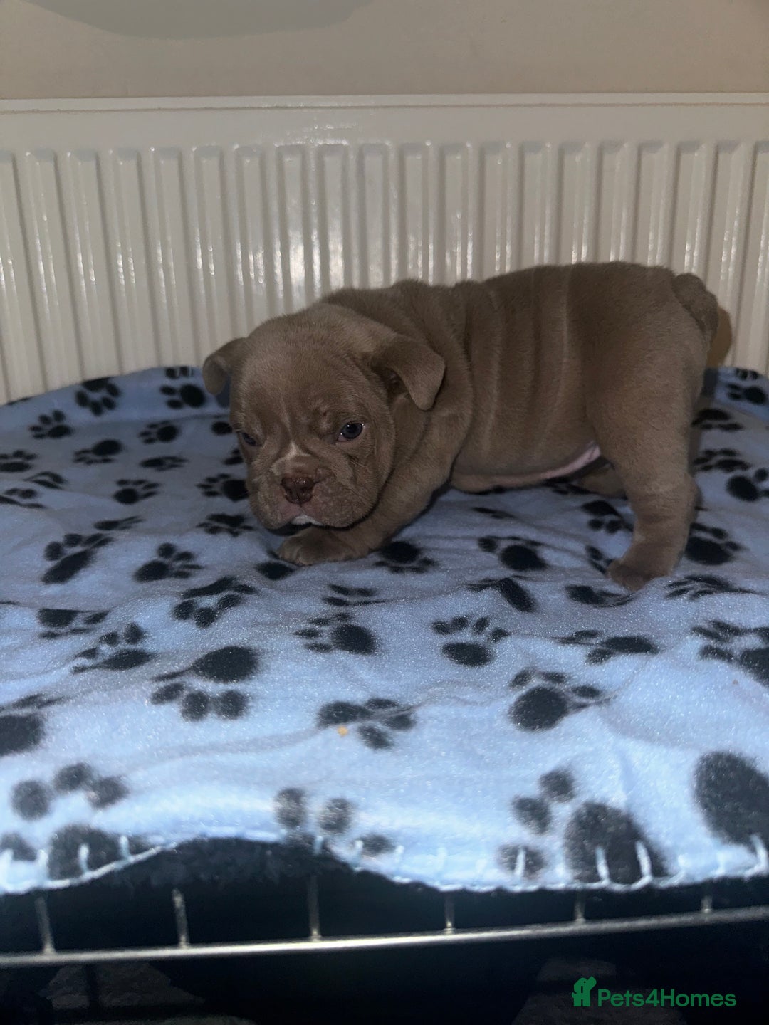 English Bulldog dogs for sale: ‼️ENGLISH BULLDOG PUPS WITH AMERICAN BLOODLINE‼️ - Advert 15