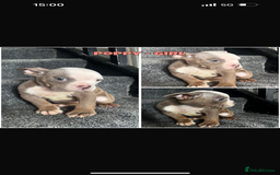 Olde English Bulldogge dogs for sale: Ready to leave Beautiful old English bulldog pups  - Image 14