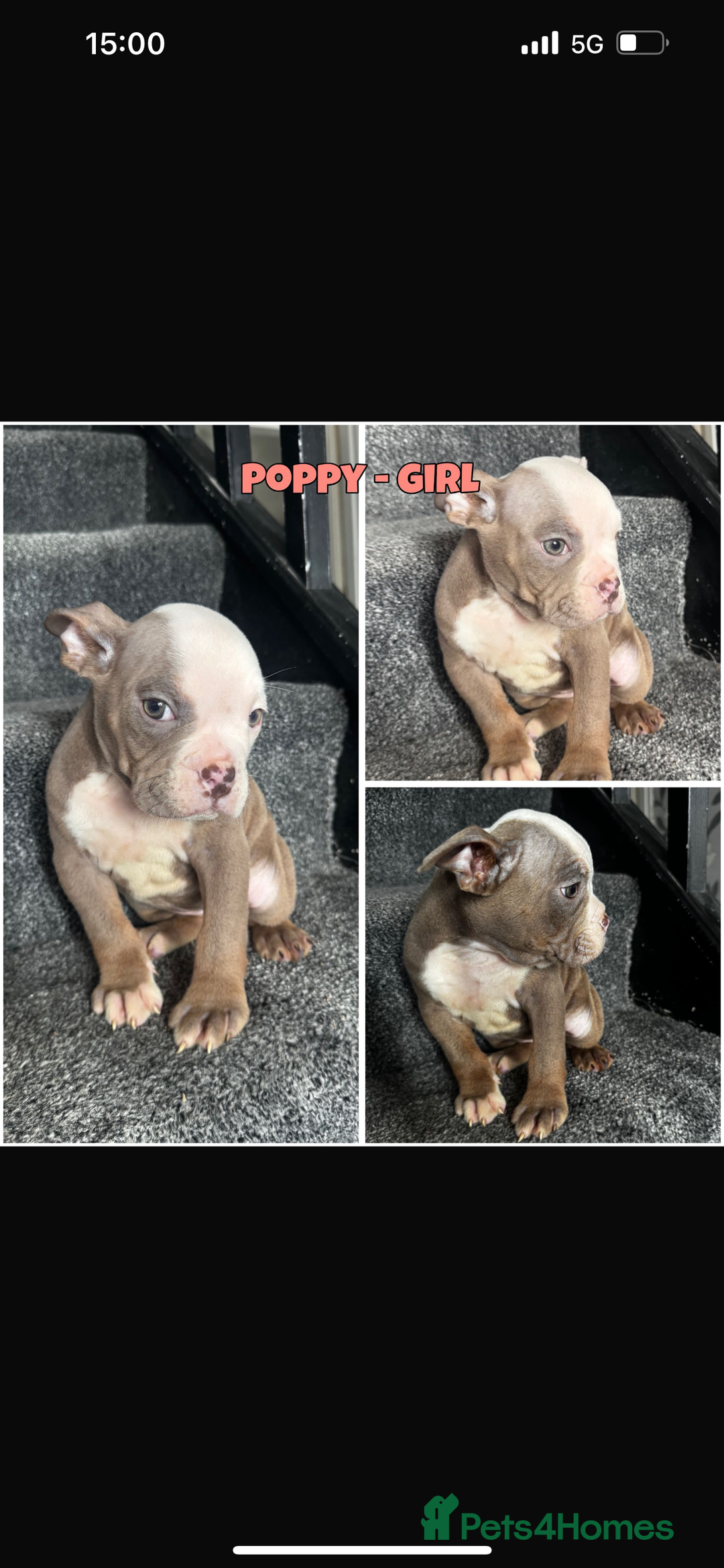 Olde English Bulldogge dogs for sale: Ready to leave Beautiful old English bulldog pups  - Image 14