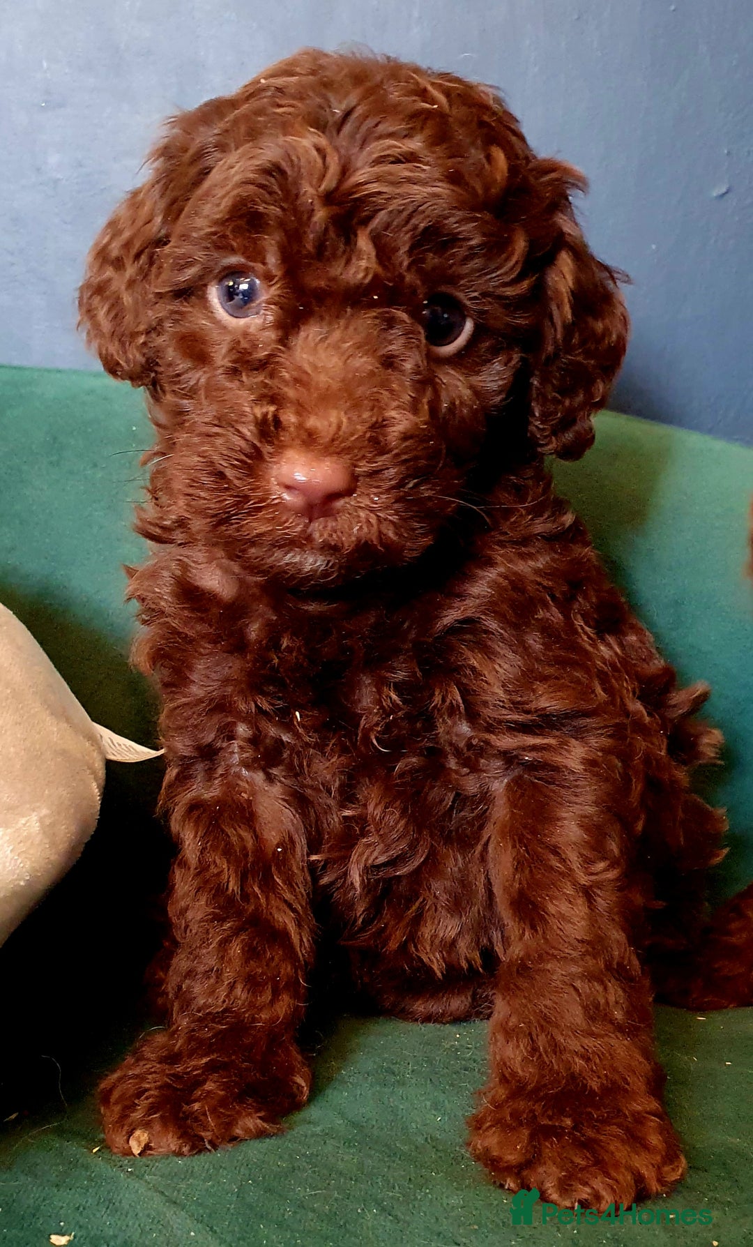 Miniature Poodle dogs for sale: Miniature poodle  - Advert 12