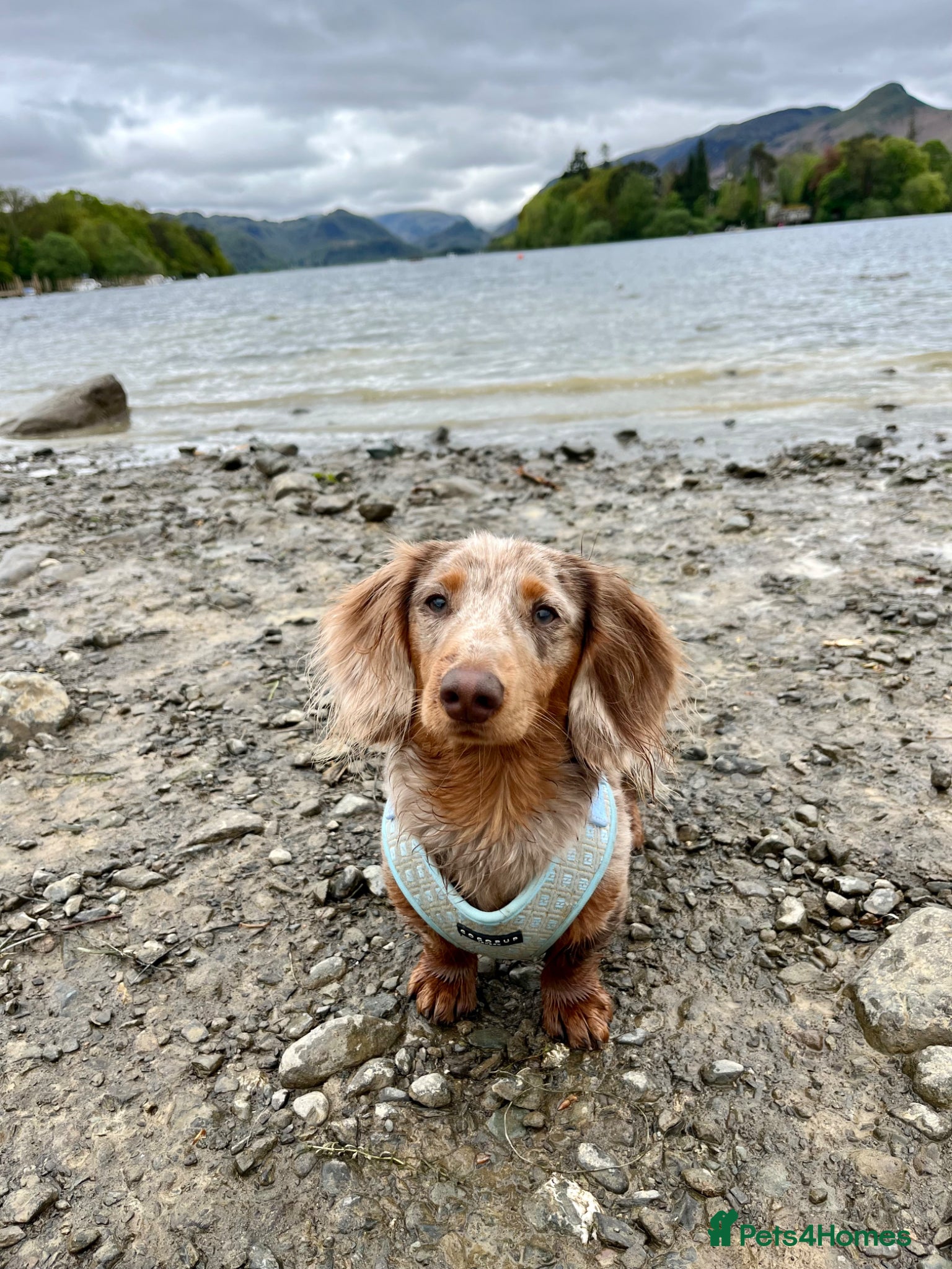 Miniature Dachshund dogs for stud: Dobby £0 - Advert 9