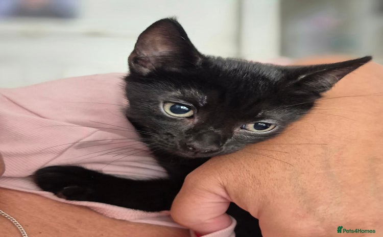 Mixed Breed cats - Advert 1