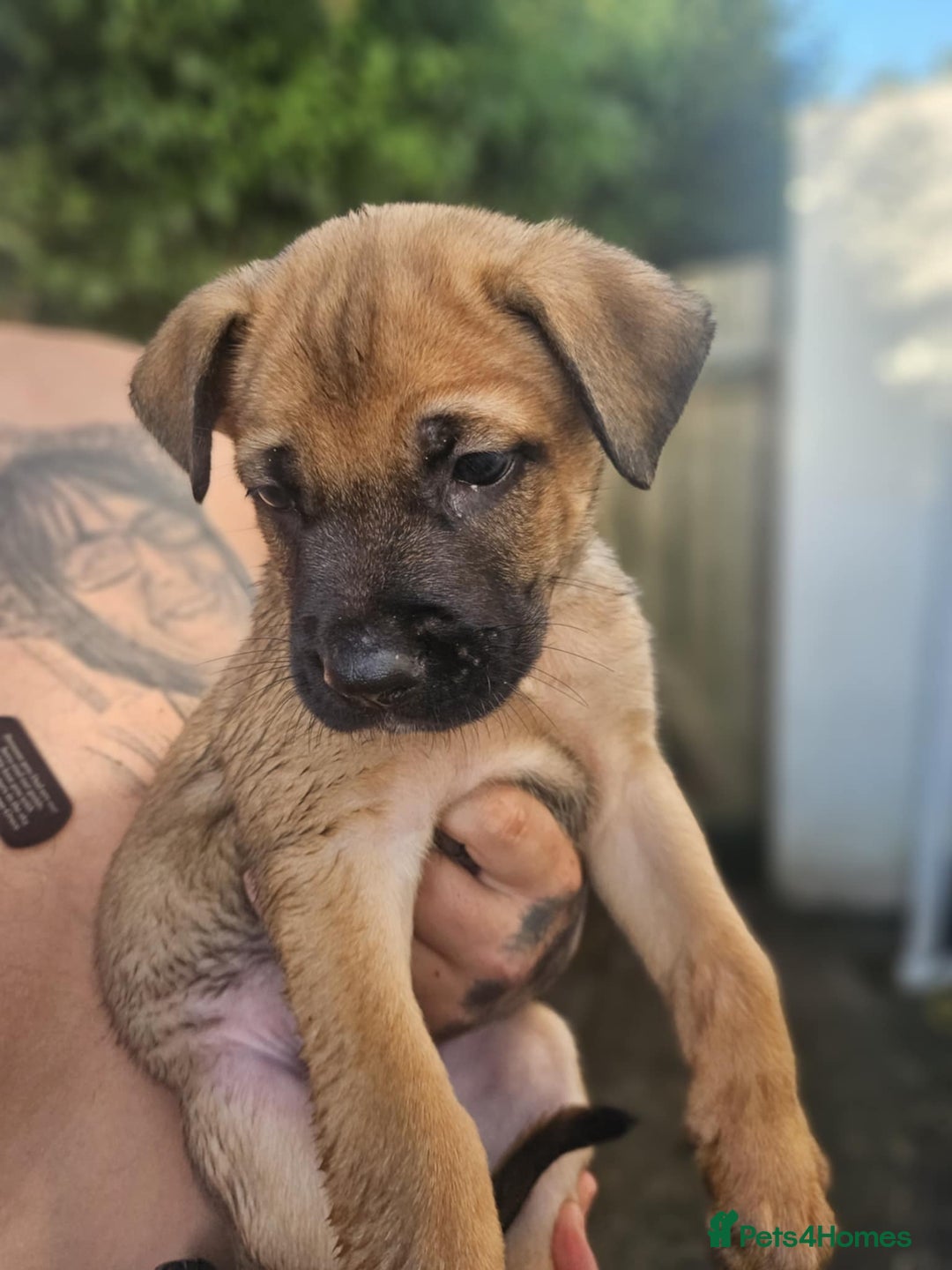Mixed Breed dogs for sale: Light Green - Puppies for sale  - Image 15