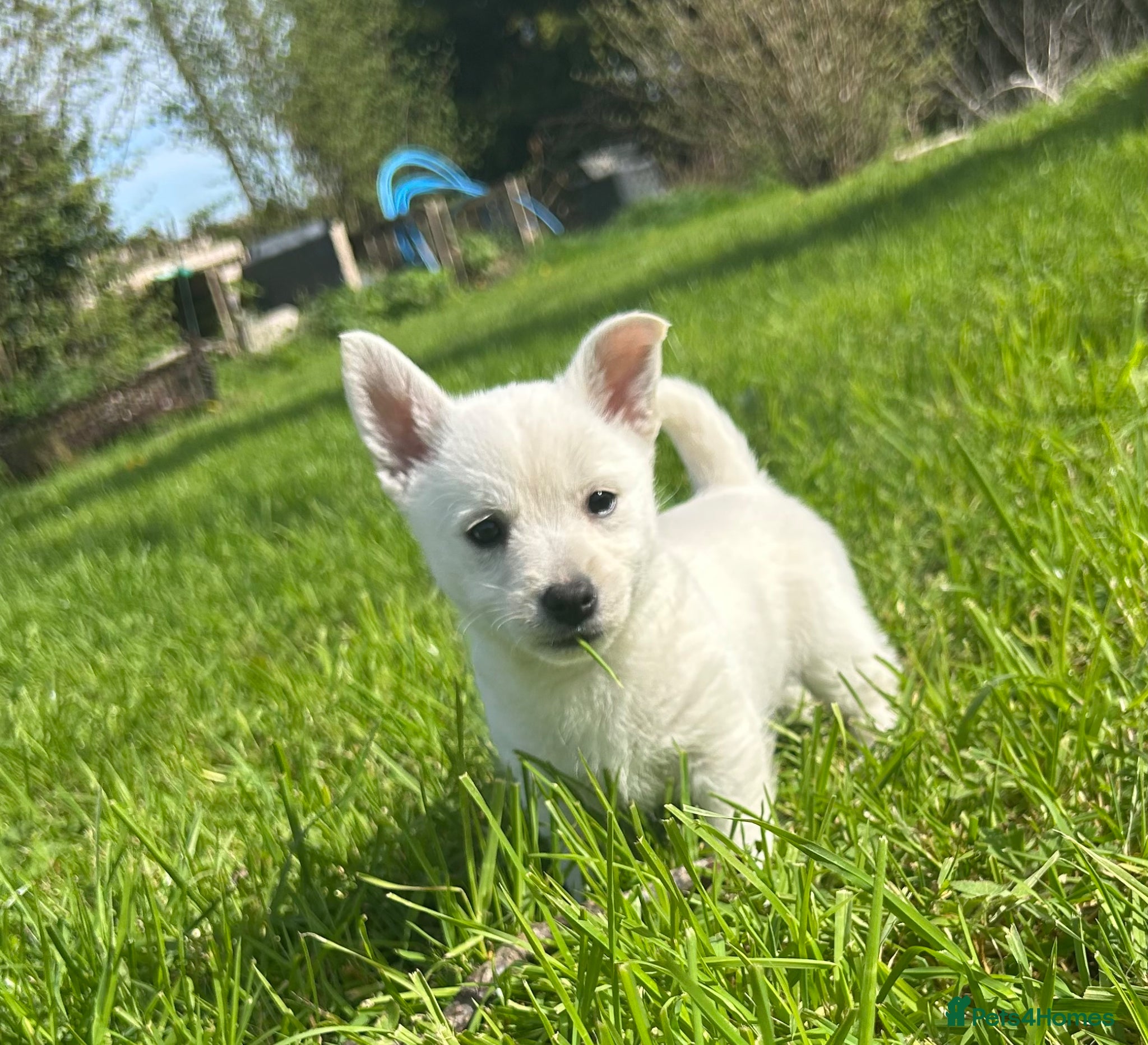 Mixed Breed dogs West Highland x Pomeranian Spitz - Advert 11