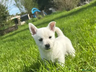 Mixed Breed dogs West Highland x Pomeranian Spitz - Advert 11