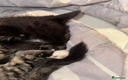 Toyger cats for sale: Toyger kittens  - Advert 7