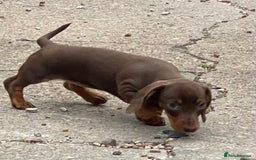 Dachshund dogs for sale: Super litter of Miniature Dachshunds - Image 6