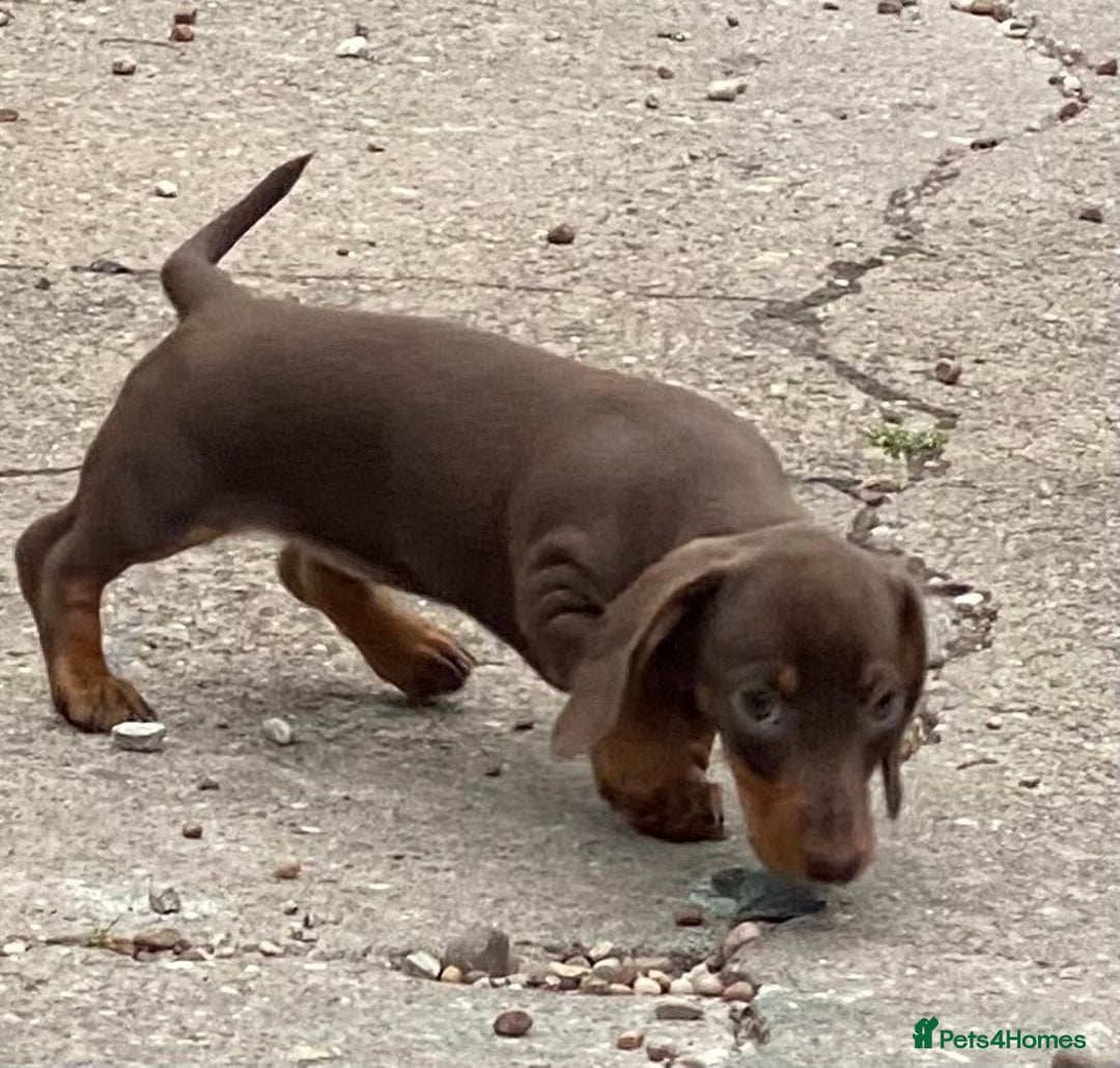 Dachshund dogs for sale: Super litter of Miniature Dachshunds - Image 6
