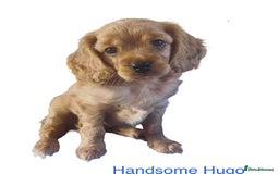 Cavapoo dogs for sale: Beautiful Cavapoo Puppies  - Image 32