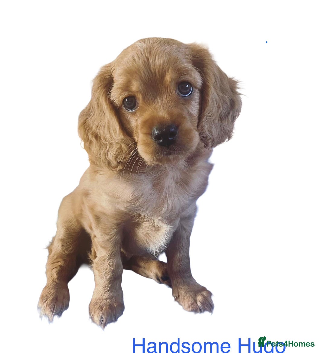 Cavapoo dogs for sale: Beautiful Cavapoo Puppies  - Image 32