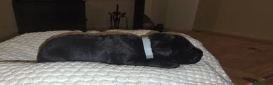 Labradoodle 4