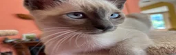 Tonkinese cats for sale: Exquisite Kittens- Tonkinese Dolls - Advert 16