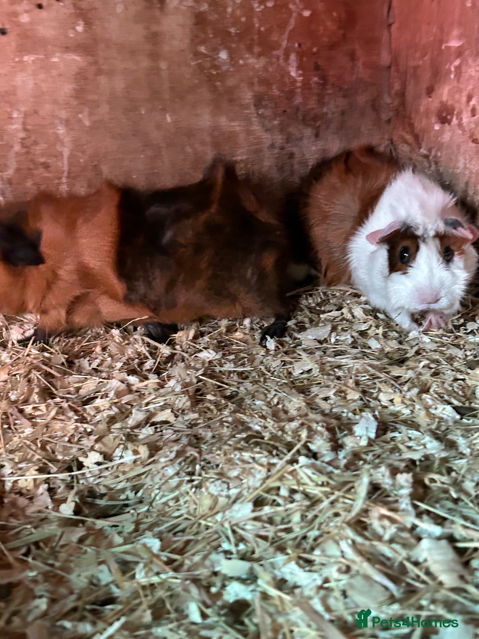 Guinea Pig rodents Female guinea pigs - Advert 2