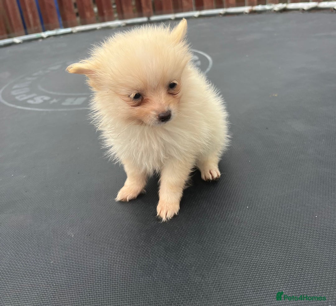 Pomeranian dogs for sale: Pomeranian puppies  - Image 9