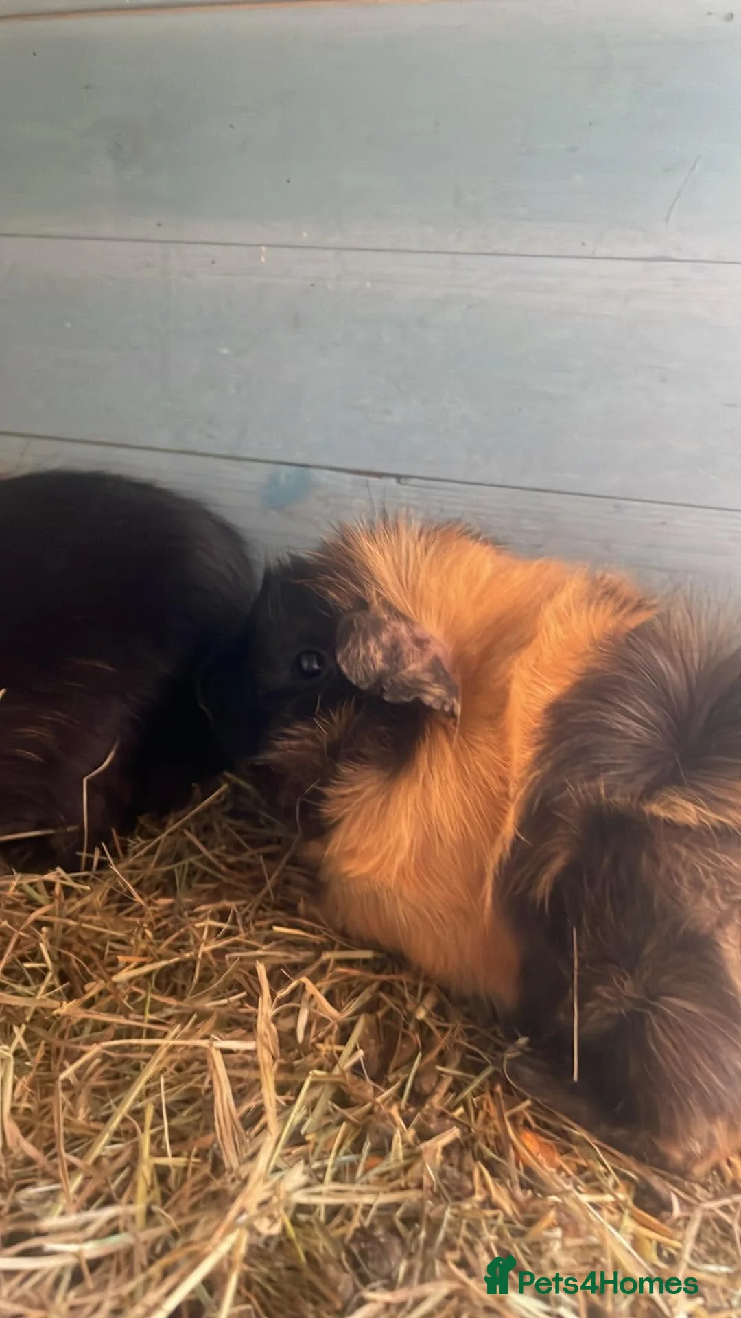 Guinea Pig rodents for sale: Guinea pigs for sale - Advert 4