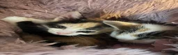 Mixed Breed cats for sale: Beautiful kittens - Advert 4