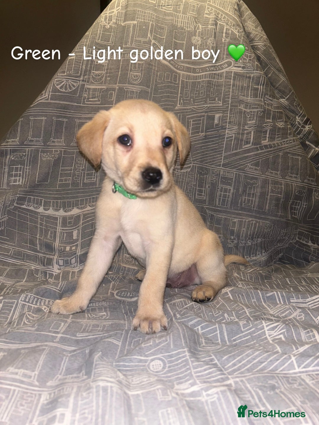 Labrador Retriever dogs for sale: 8 Labrador puppies for sale 🤍 - Advert 24