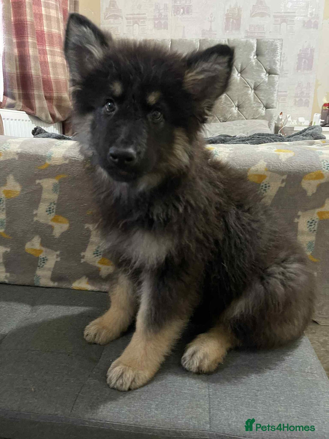 German Shepherd dogs for sale: 14 week old German Shepard  - Image 3