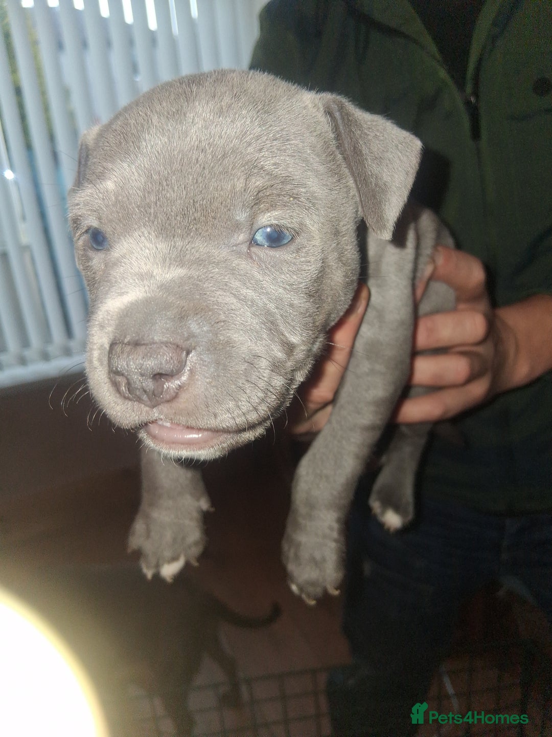 Staffordshire Bull Terrier dogs for sale: Adorable staffy puppies  - Advert 15