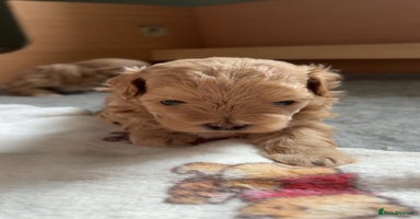 Maltipoo dogs - Advert 2