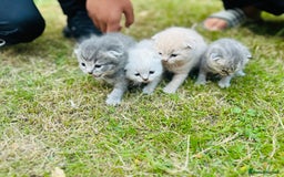 Scottish Fold cats for sale: Adorable Kittens Looking for Their Forever Homes🐾 - Image 3