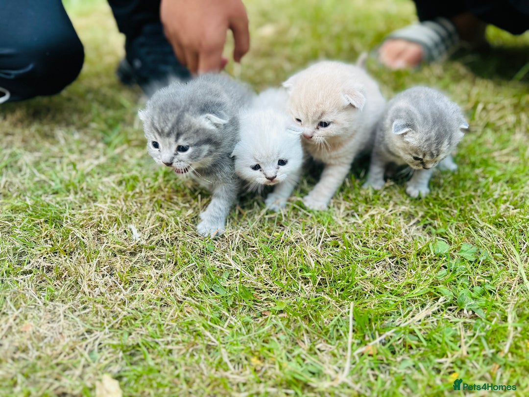 Scottish Fold cats for sale: Adorable Kittens Looking for Their Forever Homes🐾 - Image 3