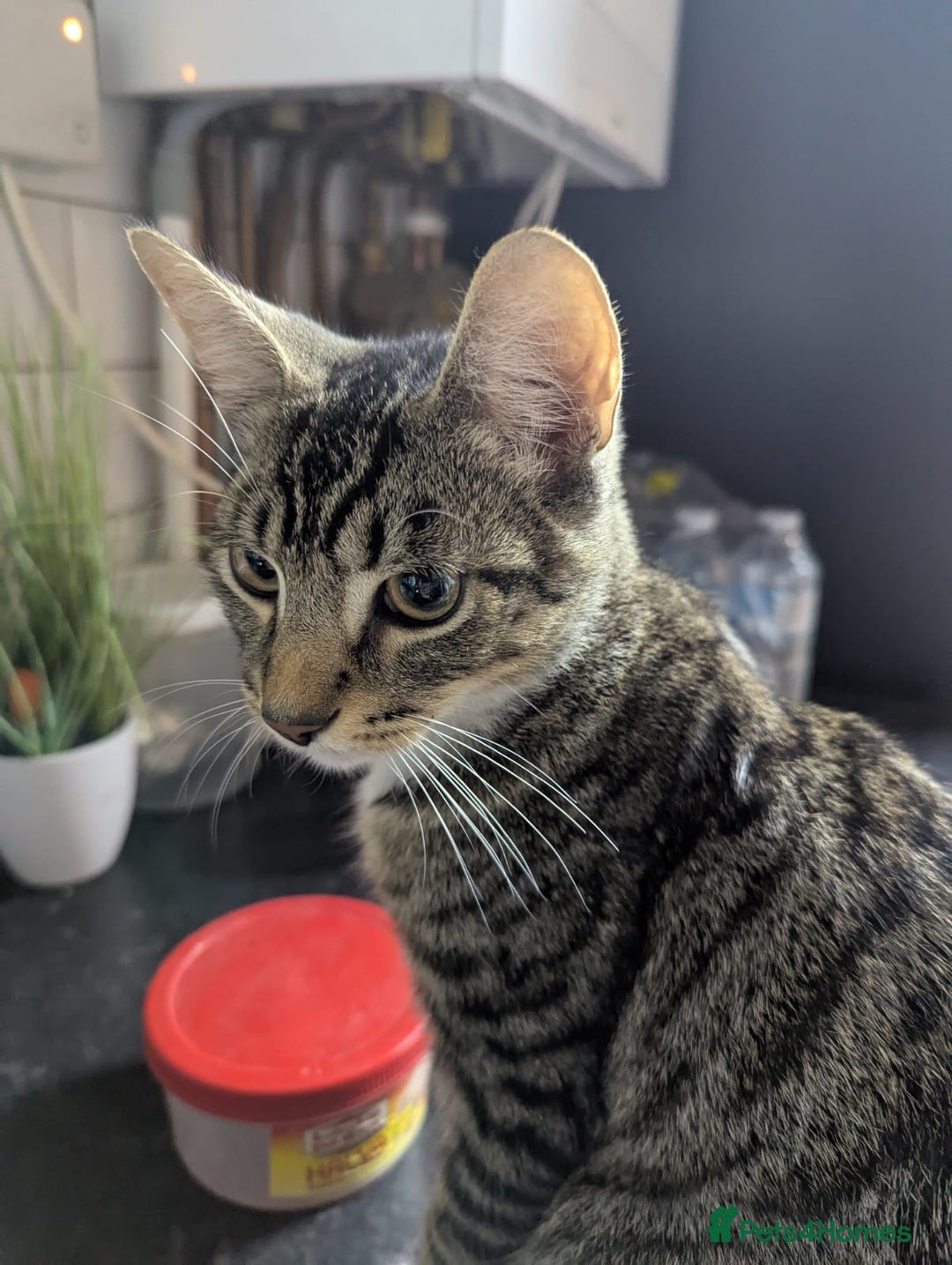 Domestic Shorthair cats for sale: Adorable 4-Month-Old Kitten – Family Home Only - Image 4