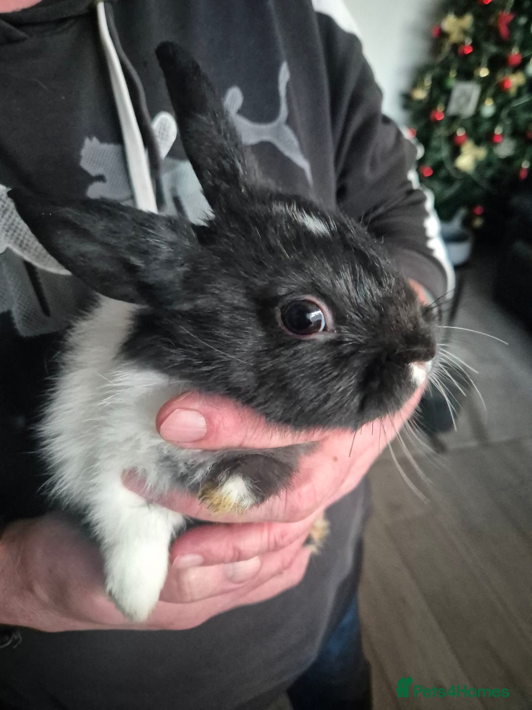 Mini Lion Lop rabbits for sale: Mini lop lion - Advert 12
