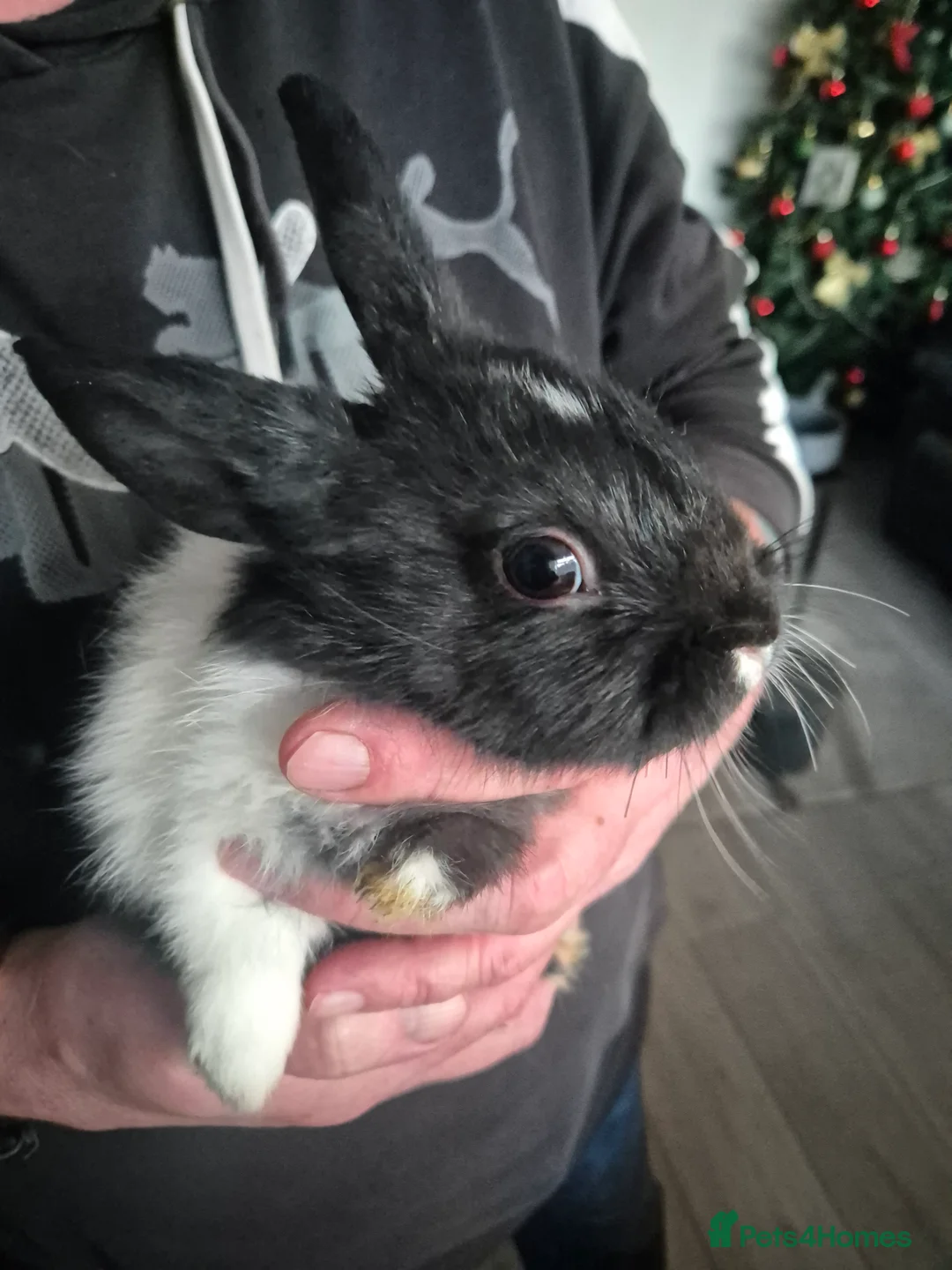 Mini Lion Lop rabbits for sale: Mini lop lion - Advert 17