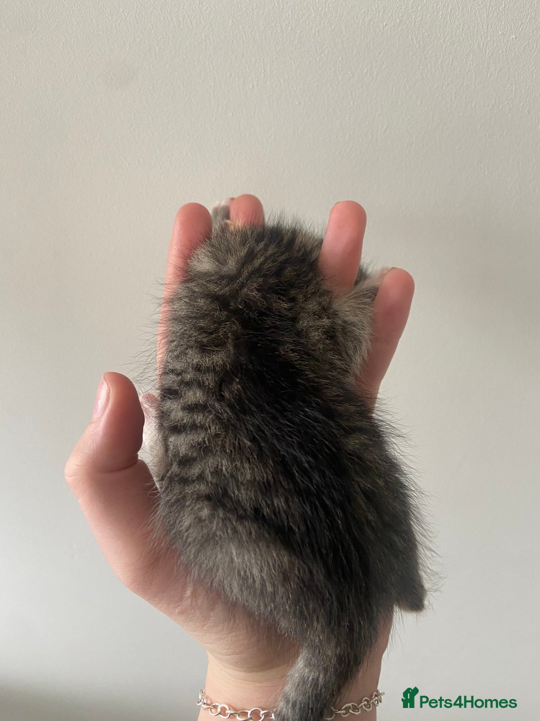 Russian Blue cats for sale: Mixed Russian blue kittens - Image 5