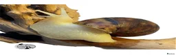 Snails invertebrates for sale: X1 JADE GIANT AFRICAN LAND SNAIL happy to ship!! - Advert 1