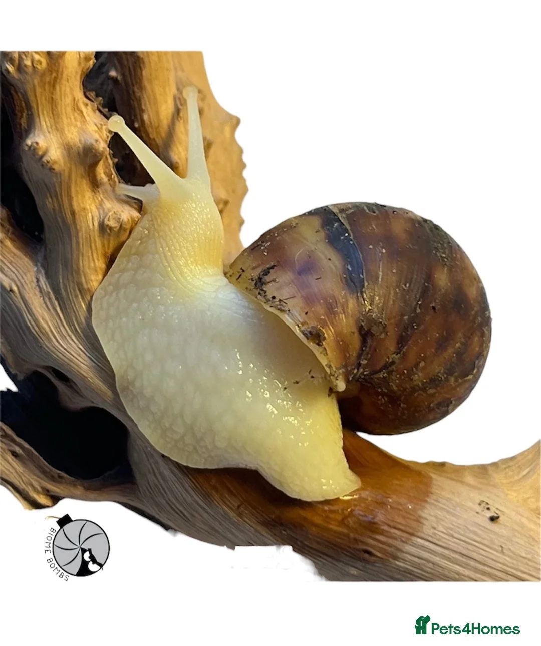 Snails invertebrates for sale: X1 JADE GIANT AFRICAN LAND SNAIL happy to ship!! - Advert 1