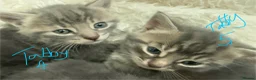 Mixed Breed cats for sale: Adorable grey kittens & tabby grey kittens  in Salisbury - Advert 25