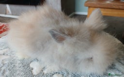 Lionhead rabbits for sale: Stunning DM Lionhead baby rabbits  - Image 9