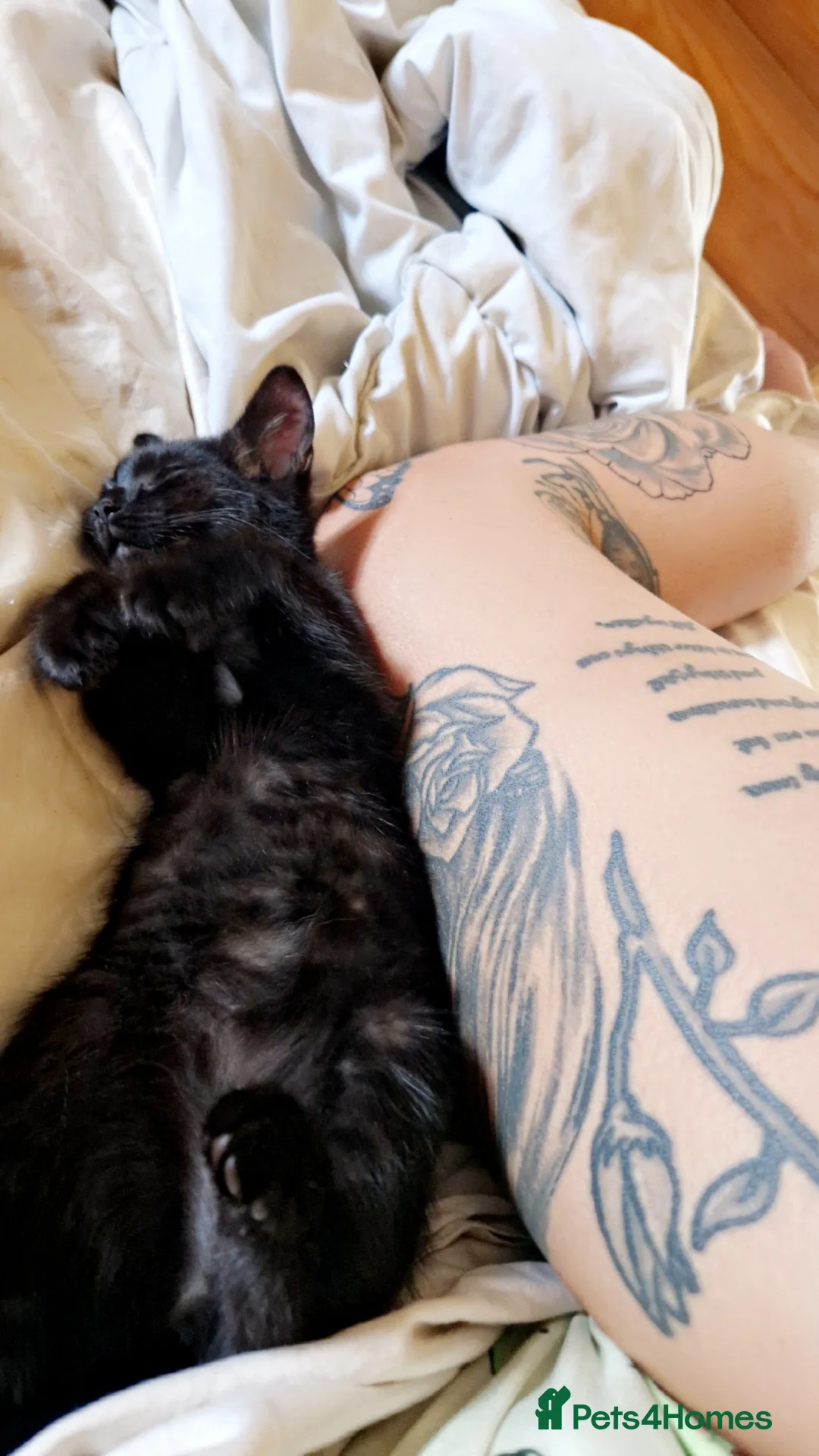 Mixed Breed cats for sale: Black bengal mix female - Advert 4